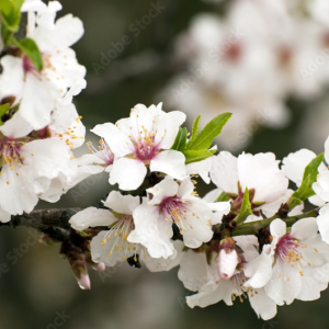 Élixir floral AMANDIER (Almond) – 30 ml