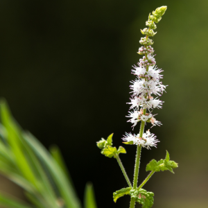 ELIXIR FLORAL BLACK COHOSH