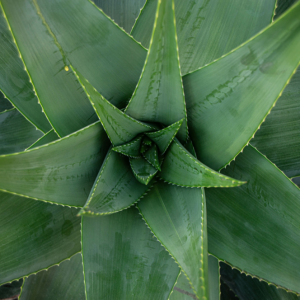 Élixir floral ALOE VERA – 30 ml