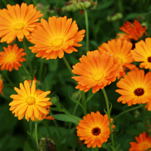 Élixir floral de CALENDULA – 30 ml