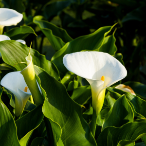 ELIXIR FLORAL CALLA LILY