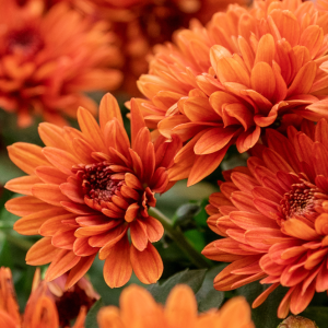ELIXIR FLORAL CHRYSANTHEMUM