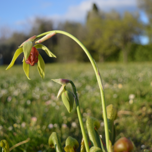 ELIXIR FLORAL CALIFORNIA PITCHER PLANT