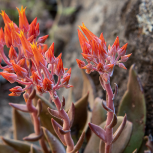 ELIXIR FLORAL CANYON DUDLEYA