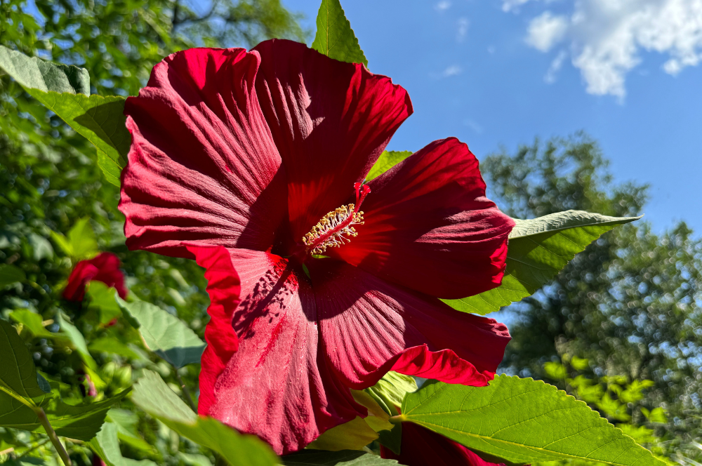 Élixir floral HIBISCUS – 30 ml