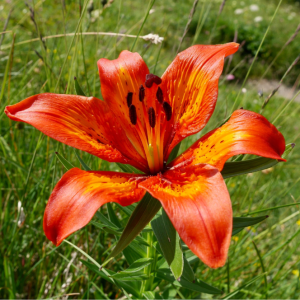 ELIXIR FLORAL ALPINE LILY