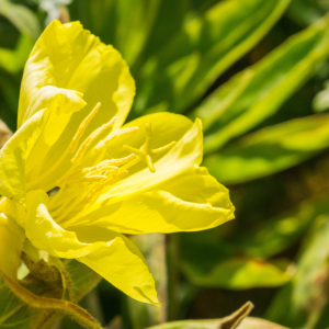 Élixir floral ONAGRE (Evening Primrose) – 30 ml