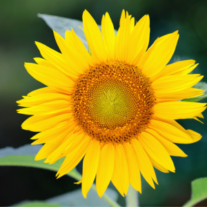 Élixir floral TOURNESOL (Sunflower) – 30 ml