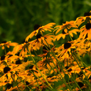 Élixir floral RUDBECKIA (Black-Eyed Susan) – 30 ml