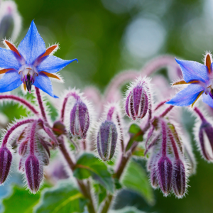 Élixir floral BOURRACHE (Borage) – 30 ml