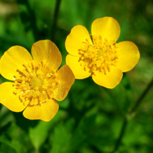 Élixir floral BOUTON D'OR (Buttercup) – 30 ml