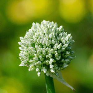 Élixir floral AIL (Garlic) – 30 ml