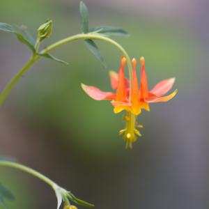 Élixir floral ANCOLIE (Columbine) – 30 ml