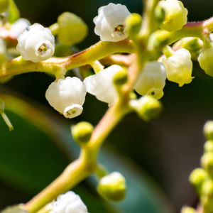 ELIXIR FLORAL MADRONE