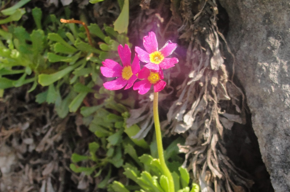 Élixir floral SIERRA PRIMROSE – 30 ml